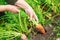 Hand dragging young carrot