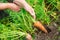 Hand dragging young carrot