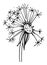 Hand draw black and white illustration dandelion, plant parts, leaves, flowers, seeds