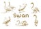 Hand draw, doodle graphic with birds. Vector illustration with swans isolated on white background. Set of animals. Nature objects