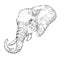 Hand draw elephant portrait. Hand draw vector illustration