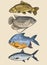 hand draw fish colour collection vector illustration