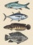 hand draw fish colour collection vector illustration