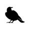 Hand draw silhouette crow isolated on white background. Raven halloween character