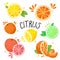 Hand draw vector illustration of citrus fruits. Fresh ripe citruses isolated on white - lemon, lime, orange, grapefruit