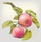 Hand drawing apples on tree branch