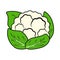 Hand Drawing Cauliflower Vector Vegetable Icon Clipart with Outline Stroke, Cabbage on white background