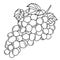 Hand drawing grape; doodle fruits for stickers, posters, web design.