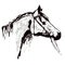 Hand drawing horse head in bridle like engraving silhouette. Black on white background.