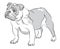 Hand drawing illustration bulldog standing