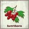 Hand drawing illustration of hawthorn. Fresh berries sketch background