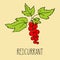 Hand drawing illustration of redcurrant