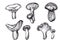 Hand drawing ink monochrome mushrooms illustration.