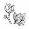 Hand drawing. Magnolia flower. Sprig with spring flowers. Blooming tree.