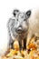 Hand drawing and photography wild boar combination. Sketch graphics animal mixed with photo