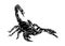 Hand drawing Scorpion