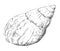 Hand drawing seashell-11