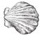 Hand drawing seashell-2