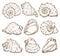 Hand drawing seashell set