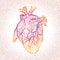 Hand drawing sketch anatomical heart. Doodle zentangle vector illustration