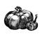 Hand drawing sketch pumpkin illustration