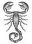 Hand drawing sketch scorpion. Predatory animal in vintage engraving style. Vector illustration