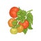 Hand drawing vegetables tomato.