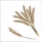 Hand drawing wheat ears isolated on a white background