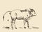 Hand drawing zebu cow