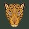 Hand drawn abstract portrait of a leopard/jaguar. Vector stylized colorful illustration for tattoo, logo, wall decor, T-shirt