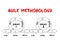 Hand drawn Agile software development methodology, business infographic concept for presentations and reports