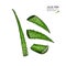 Hand drawn aloe vera sliced leaves. Engraved colored vector illustration. Medical, cosmetic plant. Moisturizing serum