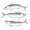 Hand drawn Atlantic Mackerel