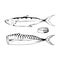 Hand Drawn Atlantic Mackerel. Sea Food. Mackerel. Sea Fish.Tasty Seafood. Ocean Sport Fishing. Seafood Product. Delicious Mackerel