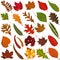 Hand drawn Autumn leaf, colorful illustration vector of orange red green leaves doodle elements