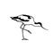 Hand drawn avocet