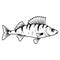 Hand Drawn Bass Fish. Sea Food. Bass Fish. Sea Inhabitants.Tasty Seafood. Ocean Sport Fishing. Fresh Seafood Product.