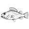 Hand Drawn Bass Fish. Sea Food. Bass Fish. Sea Inhabitants.Tasty Seafood. Ocean Sport Fishing. Fresh Seafood Product.