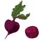 Hand drawn Beetroot. Vector illustration of beets with tops isolated on the white background.