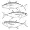 Hand Drawn Bigeye Tuna