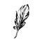 Hand drawn bird feather, Symbol of knowledge, writing and learning. Vector black and white illustration in vintage style