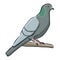 Hand drawn bird grey dove