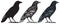 Hand-drawn black birds. Raven, crow, rook, jackdaw