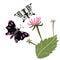 Hand drawn Black and white butterflies fly near pink flowers, green leaf. White background.