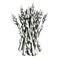 Hand-drawn black and white image of asparagus. JPEG only