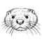 Hand drawn black and white vector portrait of otter  isolated on white background.
