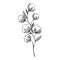 hand-drawn blooming cotton flowers. Sketch Drawn in black pen. Isolated on a white background. Trace to . Black and white.