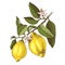 Hand drawn blooming lemon branch with ripe fruits