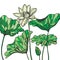 Hand drawn blooming lotus flowers or waterlily