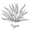 Hand drawn blue agave